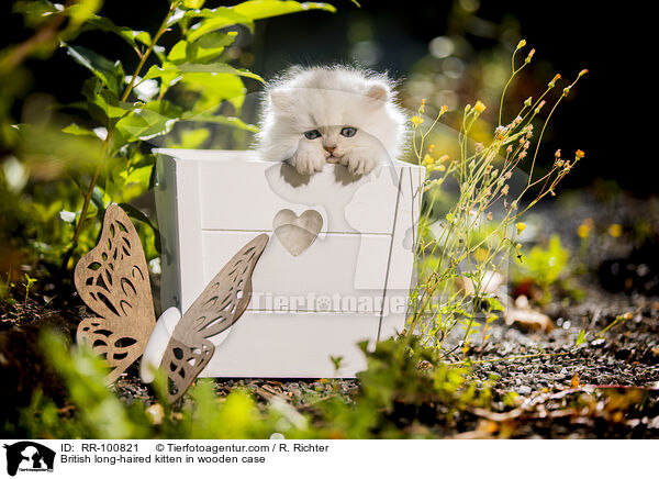 British long-haired kitten in wooden case / RR-100821