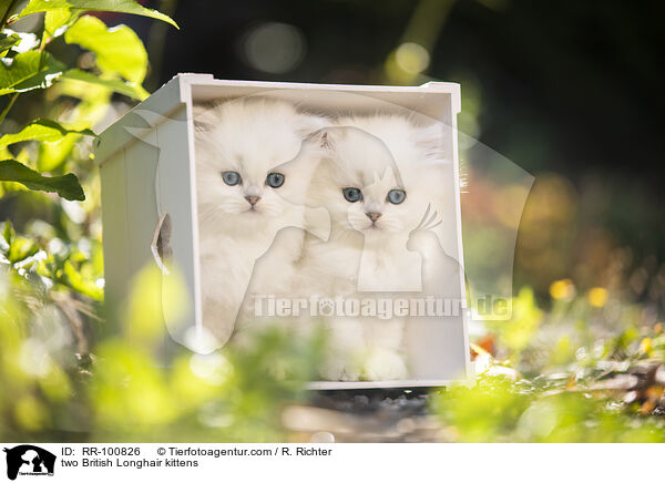 zwei Britisch Langhaar Ktzchen / two British Longhair kittens / RR-100826