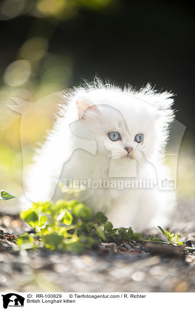 British Longhair kitten / RR-100829