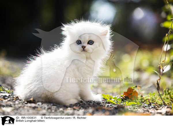 British Longhair kitten / RR-100831