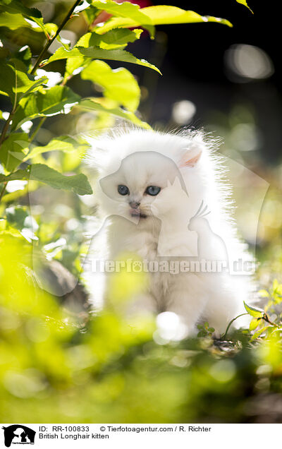 British Longhair kitten / RR-100833