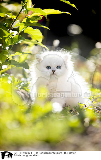 British Longhair kitten / RR-100834