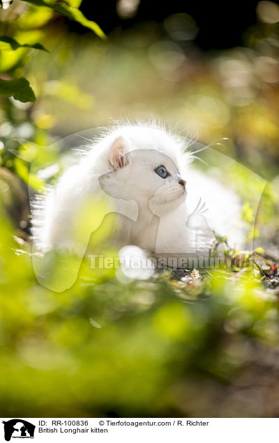 British Longhair kitten / RR-100836