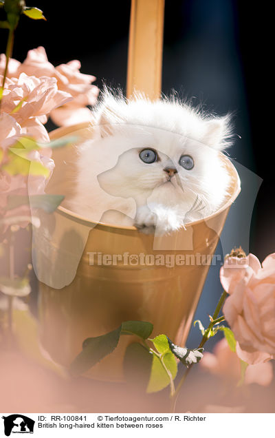 British long-haired kitten between roses / RR-100841