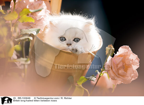 British long-haired kitten between roses / RR-100848