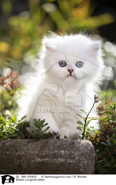 British Longhair kitten / RR-100852