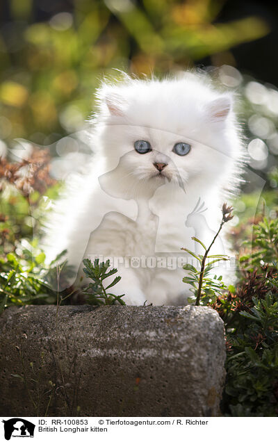 British Longhair kitten / RR-100853