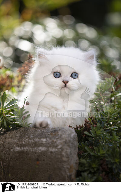British Longhair kitten / RR-100857