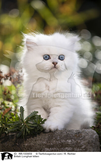 British Longhair kitten / RR-100859