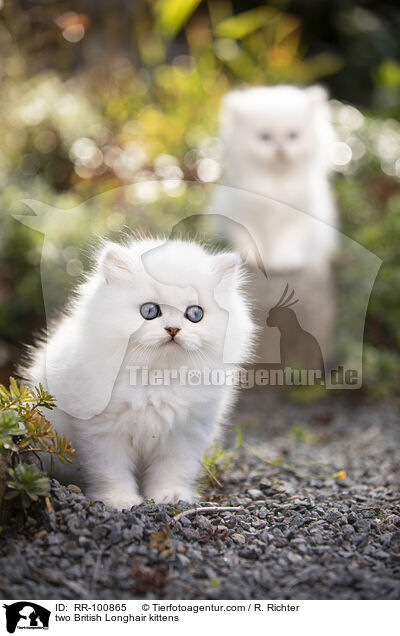 two British Longhair kittens / RR-100865
