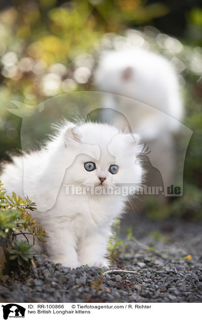 two British Longhair kittens / RR-100866