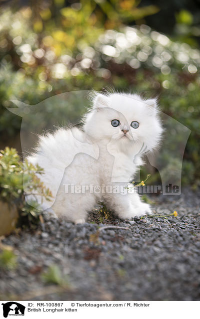 British Longhair kitten / RR-100867