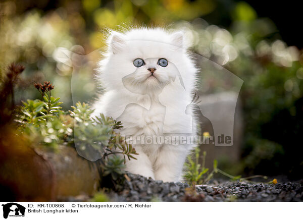 British Longhair kitten / RR-100868