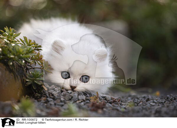 British Longhair kitten / RR-100872