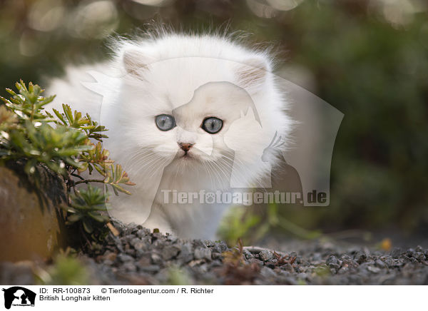 British Longhair kitten / RR-100873