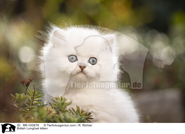 British Longhair kitten / RR-100876