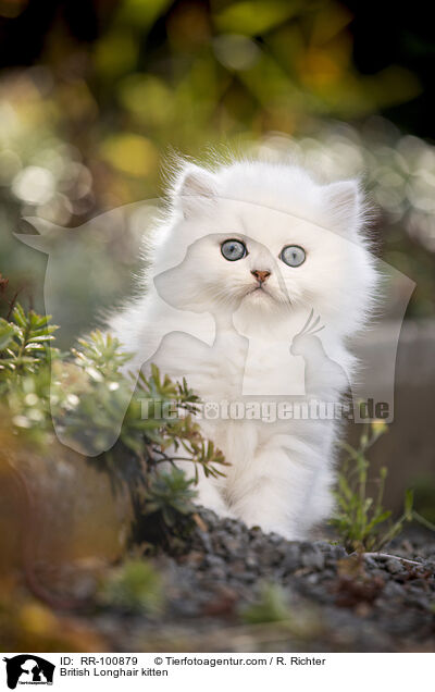 British Longhair kitten / RR-100879