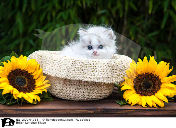 British Longhair Kitten / WDV-01033
