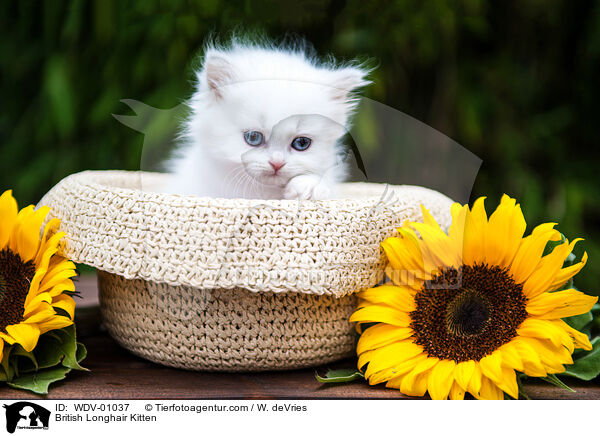 British Longhair Kitten / WDV-01037