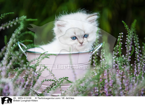 British Longhair Kitten / WDV-01038