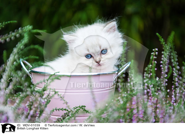 British Longhair Kitten / WDV-01039