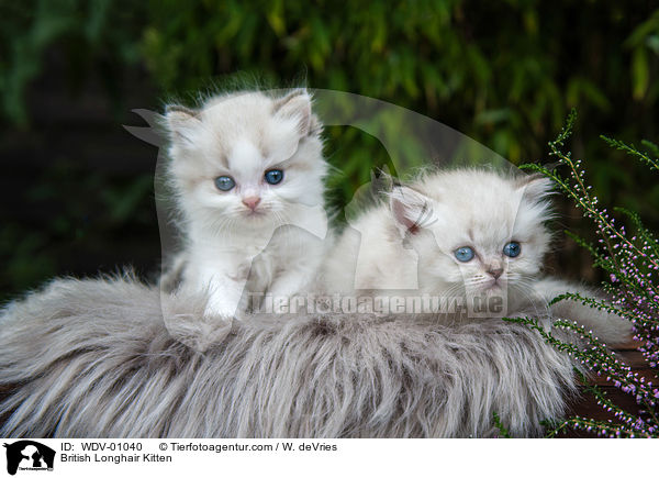 British Longhair Kitten / WDV-01040