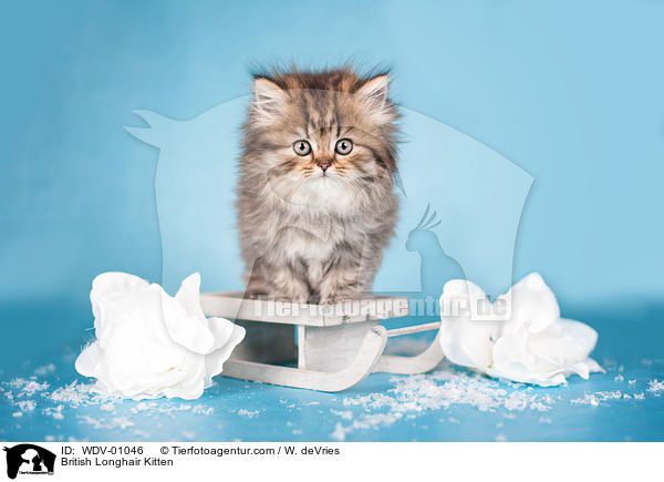 British Longhair Kitten / WDV-01046