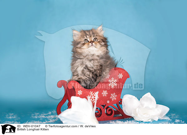British Longhair Kitten / WDV-01047