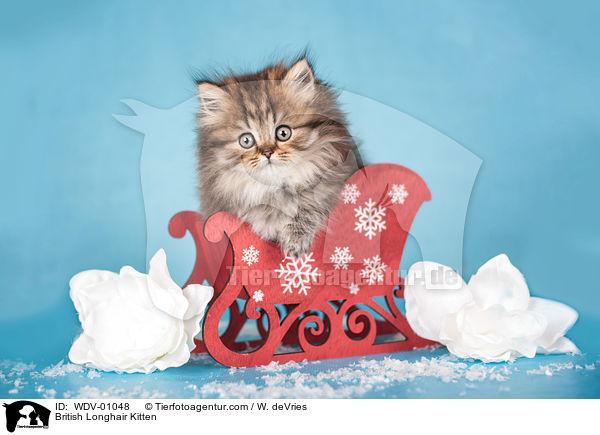 British Longhair Kitten / WDV-01048