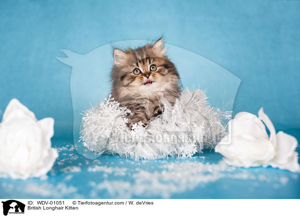 British Longhair Kitten / WDV-01051