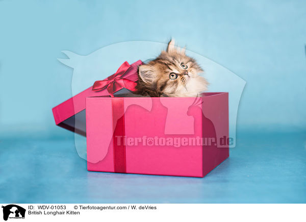 British Longhair Kitten / WDV-01053