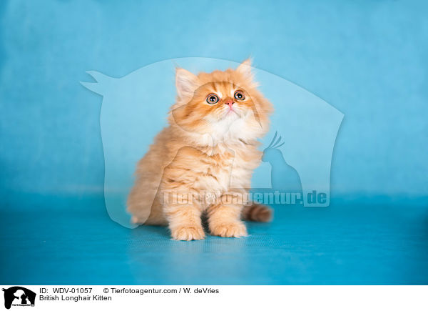 British Longhair Kitten / WDV-01057