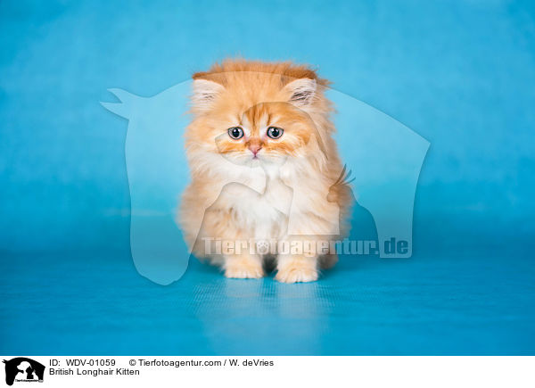 British Longhair Kitten / WDV-01059