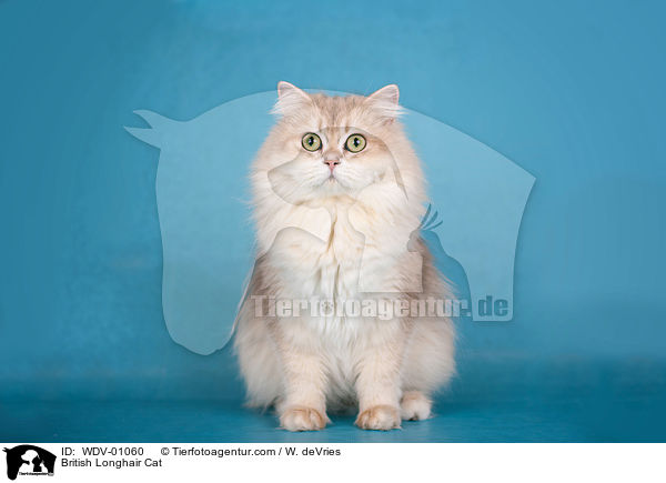 British Longhair Cat / WDV-01060