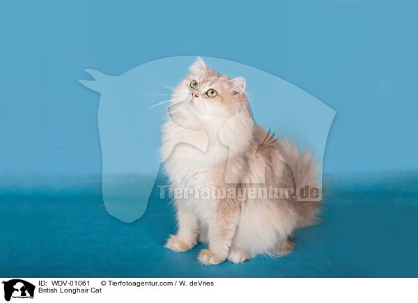 British Longhair Cat / WDV-01061
