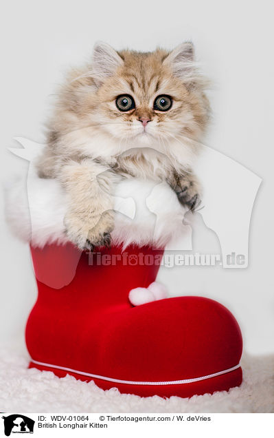 British Longhair Kitten / WDV-01064