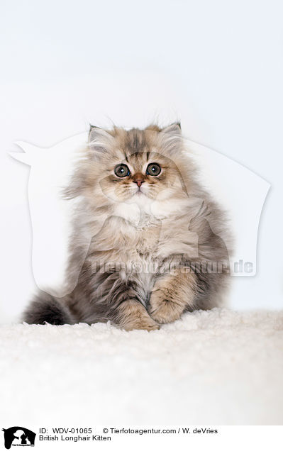 British Longhair Kitten / WDV-01065