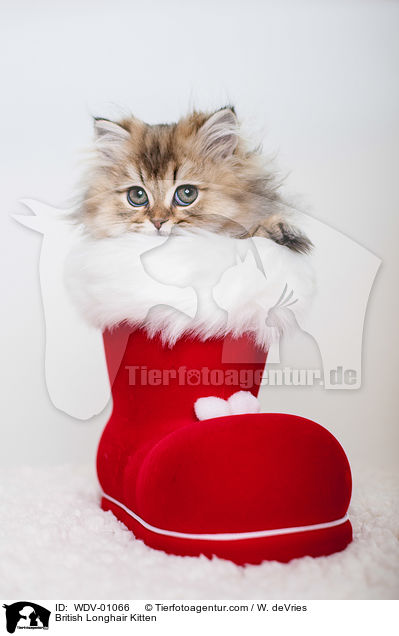 British Longhair Kitten / WDV-01066