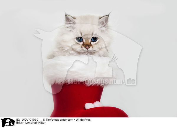British Longhair Kitten / WDV-01069
