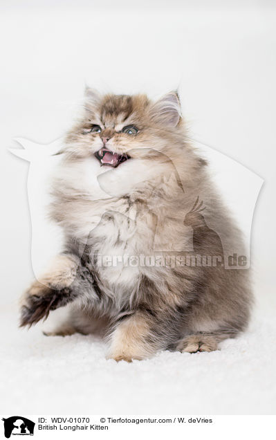 British Longhair Kitten / WDV-01070