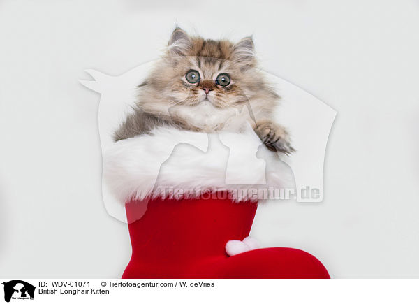 British Longhair Kitten / WDV-01071