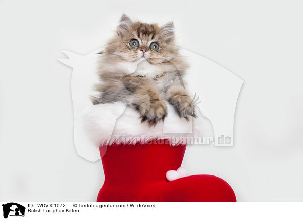 British Longhair Kitten / WDV-01072