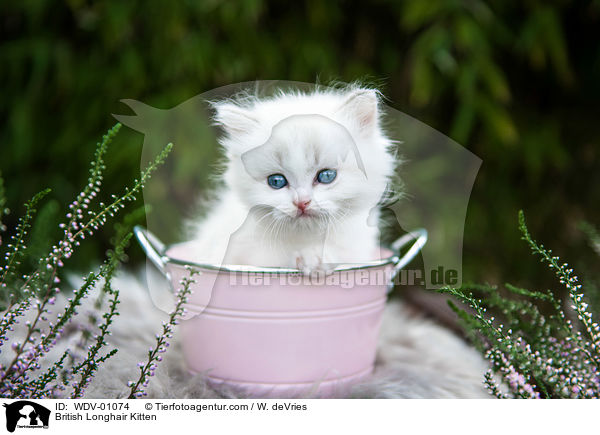 British Longhair Kitten / WDV-01074