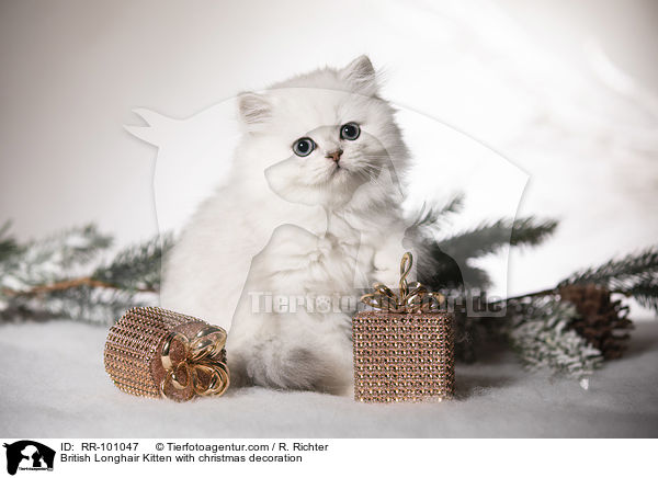 Britisch Langhaar Ktzchen mit weihnachtlicher Dekoration / British Longhair Kitten with christmas decoration / RR-101047
