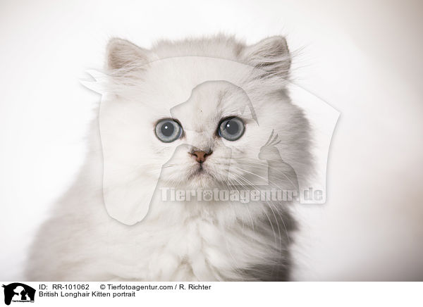 Britisch Langhaar Ktzchen Portrait / British Longhair Kitten portrait / RR-101062