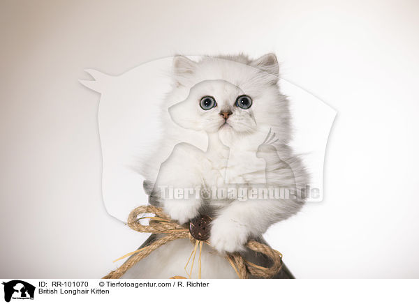Britisch Langhaar Ktzchen / British Longhair Kitten / RR-101070