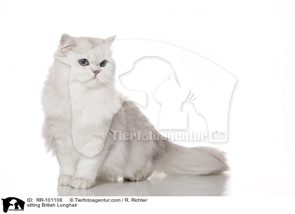 sitting British Longhair / RR-101108