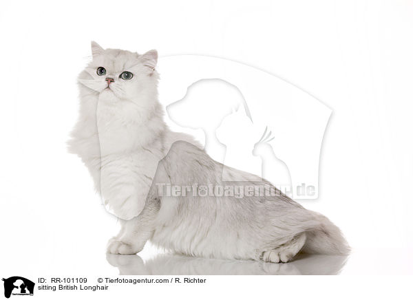 sitting British Longhair / RR-101109