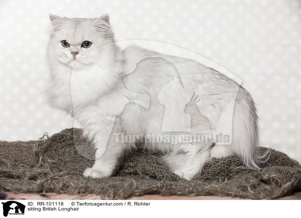 sitting British Longhair / RR-101118