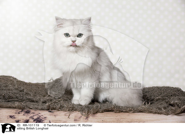 sitting British Longhair / RR-101119